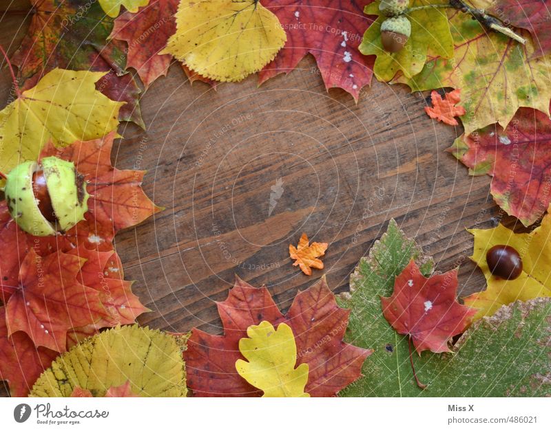 Frame II Handicraft Autumn Leaf Multicoloured Autumn leaves Picture frame Background picture Wood Texture of wood Autumnal colours Still Life Decoration