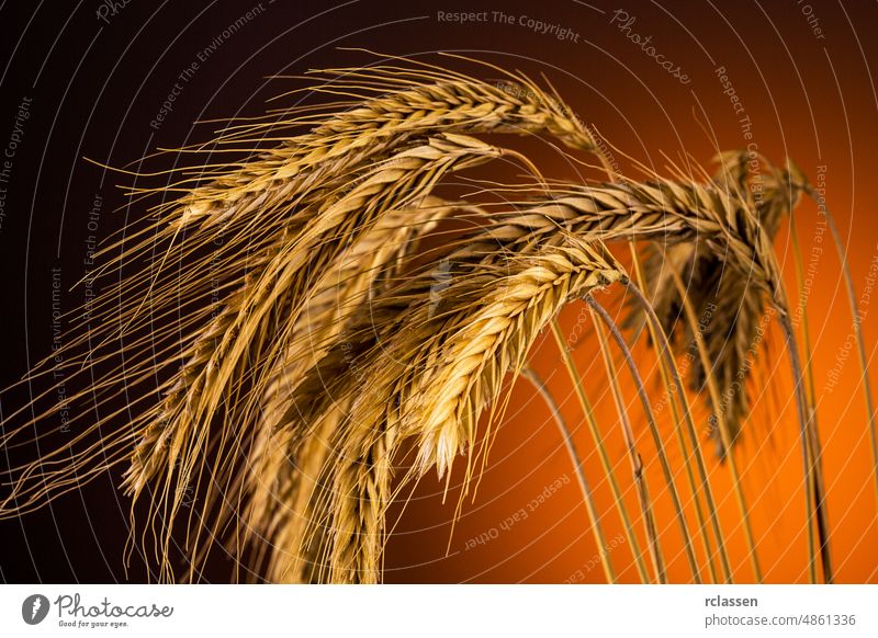corn grain ears Close-up wheat cereal agriculture barley rye seeds farmer flour nature whole wheat agricultural bread bake harvest gold nutrition plant stem
