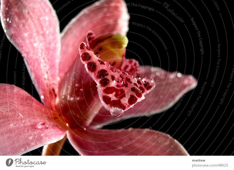 Orchid 2 Flower Leaf Blossom Background picture Black plant Nature orchid Detail
