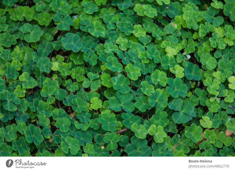 Good luck - large field full of shamrocks, including four-leaved messenger of happiness Good luck charm cloverleaves four-leaf clover Green Cloverleaf Happy