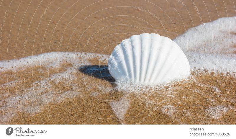 Shell on the beach domburg netherlands zeeland holland dutch europe sylt sea holidays tide water coastal waves travel vacation tourism summer nature north sea