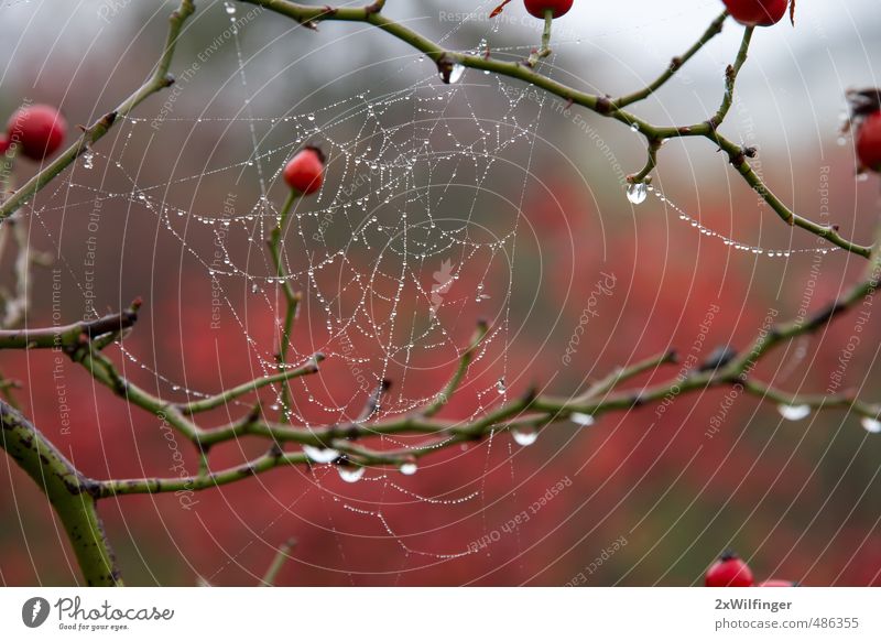 Spider's web in autumn after the rain Logistics Telecommunications Art Environment Nature Landscape Plant Animal Water Drops of water Autumn Weather Bad weather