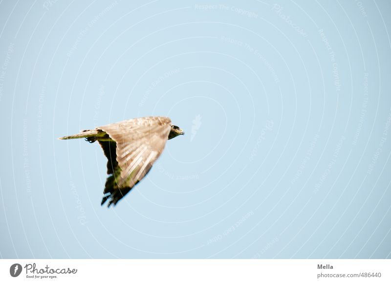 Catch Me If You Can Environment Nature Animal Air Sky Wild animal Bird Hawk Common buzzard 1 Movement Flying Free Natural Blue Freedom Colour photo