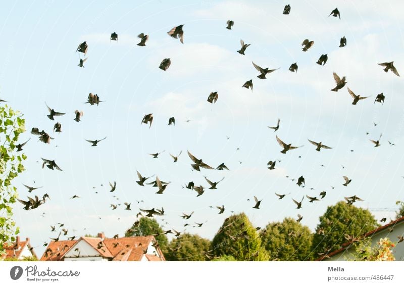 The Swarm Environment Nature Landscape Sky House (Residential Structure) Detached house Roof Animal Wild animal Bird Starling Flock Movement Flying Free Natural