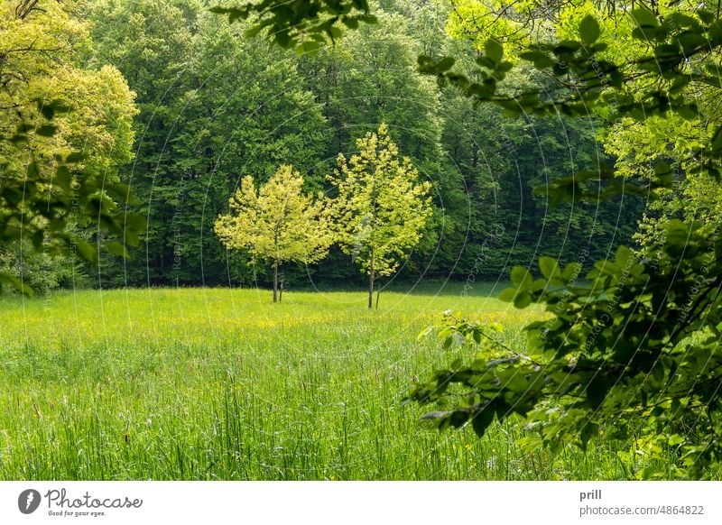 Spring scenery Springtime Tree Flower meadow Plant flora Nature foliage Leaf Flourish Juicy Meadow Outdoors sunny Grass Blossoming vegetation Green pulsating