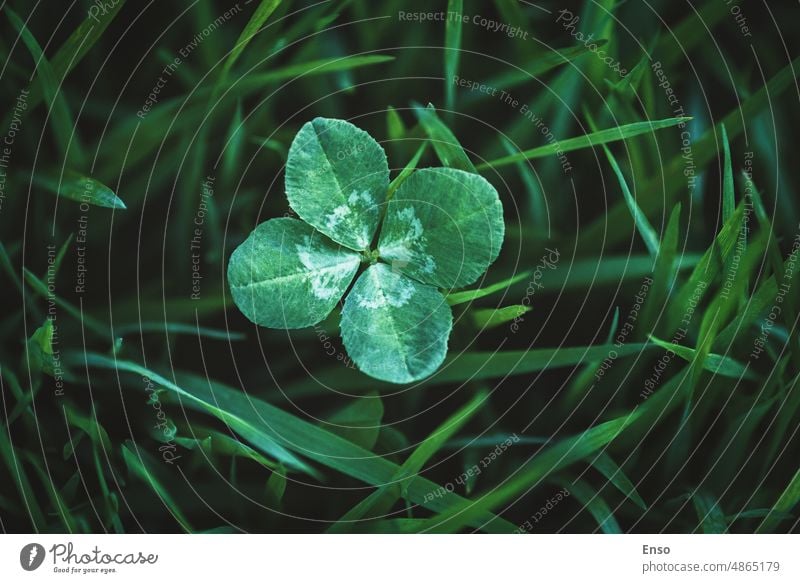 Four leaf clover growing in green grass, lucky charm and good luck concept,  copy space - a Royalty Free Stock Photo from Photocase