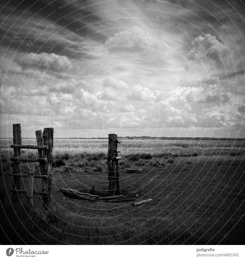 Pasture area in the Skjern Enge area Willow tree Nature Meadow Pasture fence Landscape Sky Clouds Clouds in the sky Grass Fence Field Environment Ladder Rung