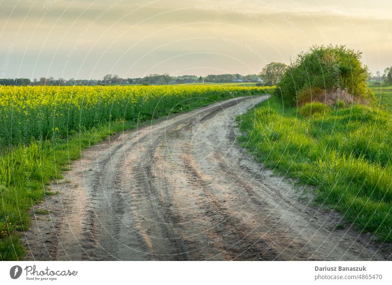 Sandy road by a rape field and the evening sky sandy rapeseed rural grass nature horizon country green day farm landscape plant summer tree meadow cloud