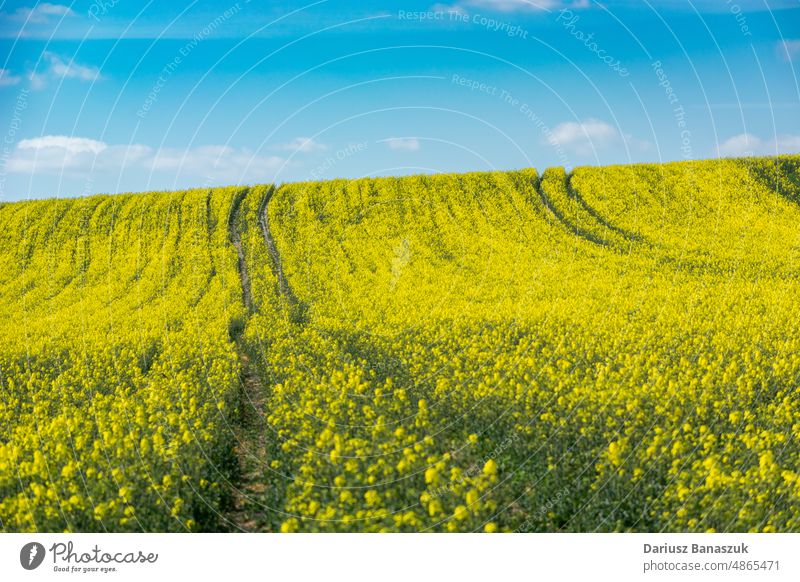 The path in yellow rape and blue sky flower nature agriculture rural green landscape spring summer meadow road farm plant rapeseed canola field oilseed