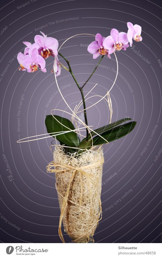 Orchid 1 Flower Vase Decoration