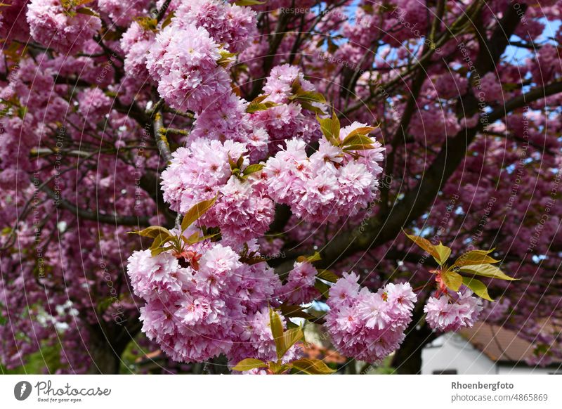 Japanese flowering cherry, enchants us with a pink floral dream! Pink ornamental tree Park Avenue Blossom Gorgeous Tree Spring spring May Garden pretty blossom