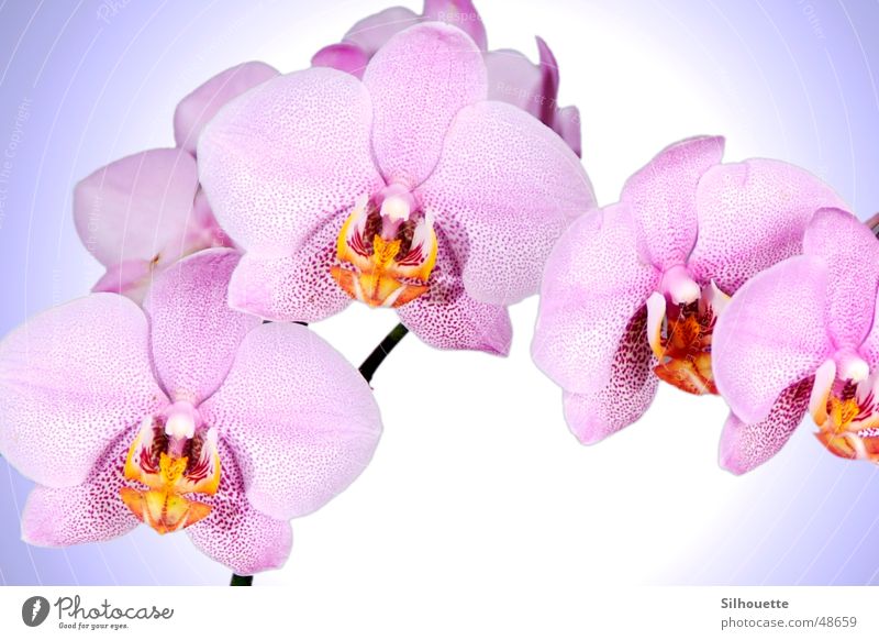 Orchid 2 Flower Blossom Pink Beautiful Nature heavenly