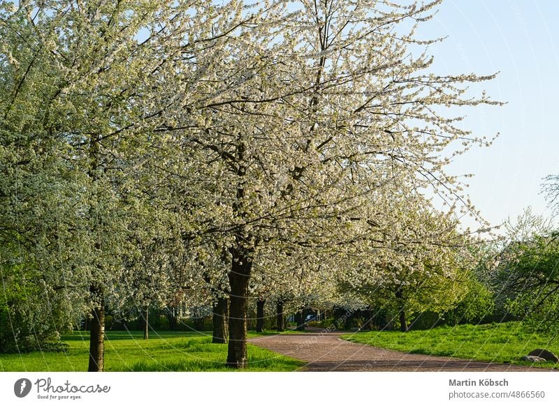 Cherry blossoms in Berlin. In spring, the cherry trees bloom in full splendor. season japanese nature cherry blossom pink flora flower white release blue garden