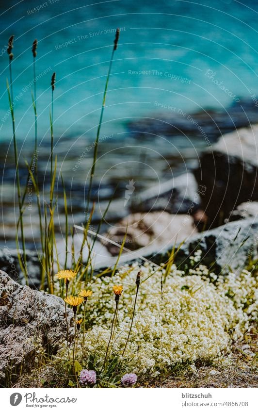 Flowers on the lakeshore mountain lake Lake Water Blue flowers Lakeshore flowers Flowerbed Mountain Nature Landscape Alps Tourism Hiking Summer Lakeside