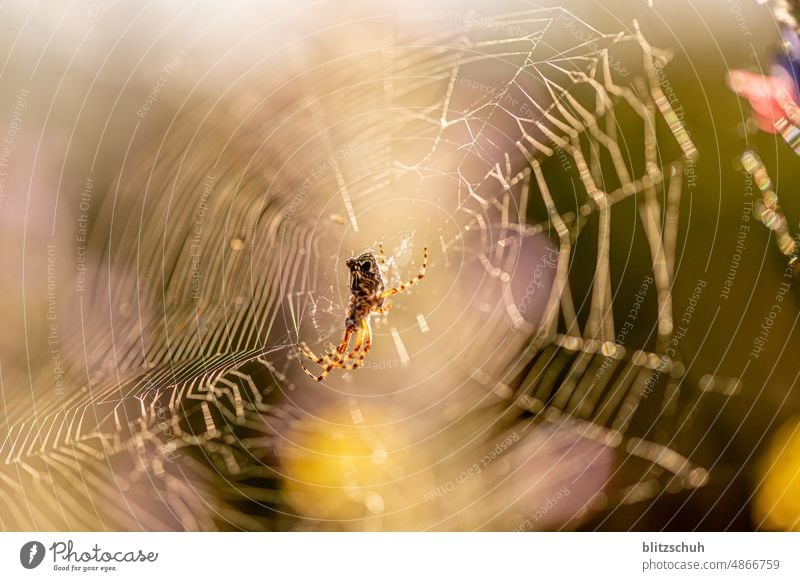 Spider in sunset with web Spider's web Spider in web Close-up Nature Animal Macro (Extreme close-up) Net Insect Sunset Sunlight macro macro photo
