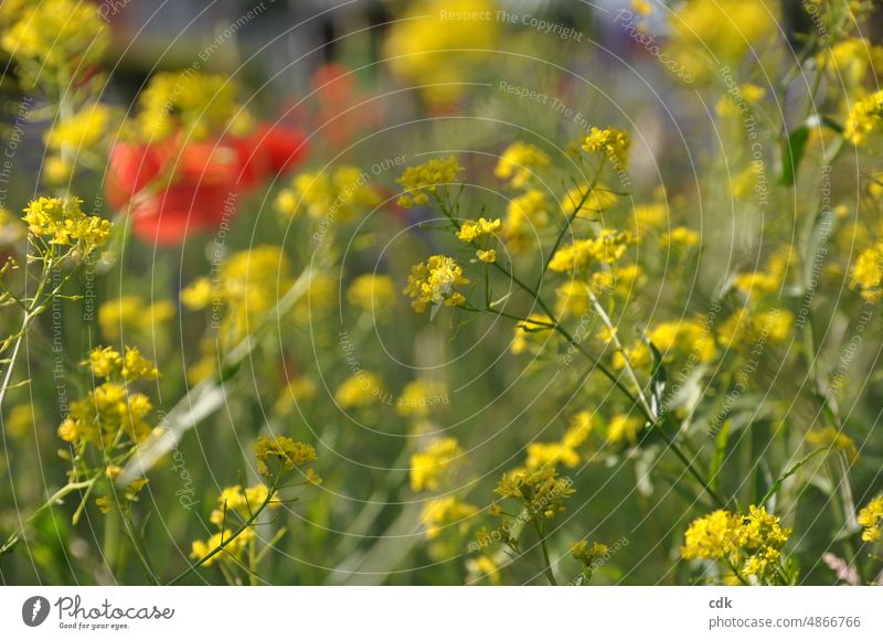 Summer meadow | yellow, green, red. Flower meadow Meadow summer meadow blossom Blossom Yellow Red Green spot of colour pretty variegated naturally Summery Poppy