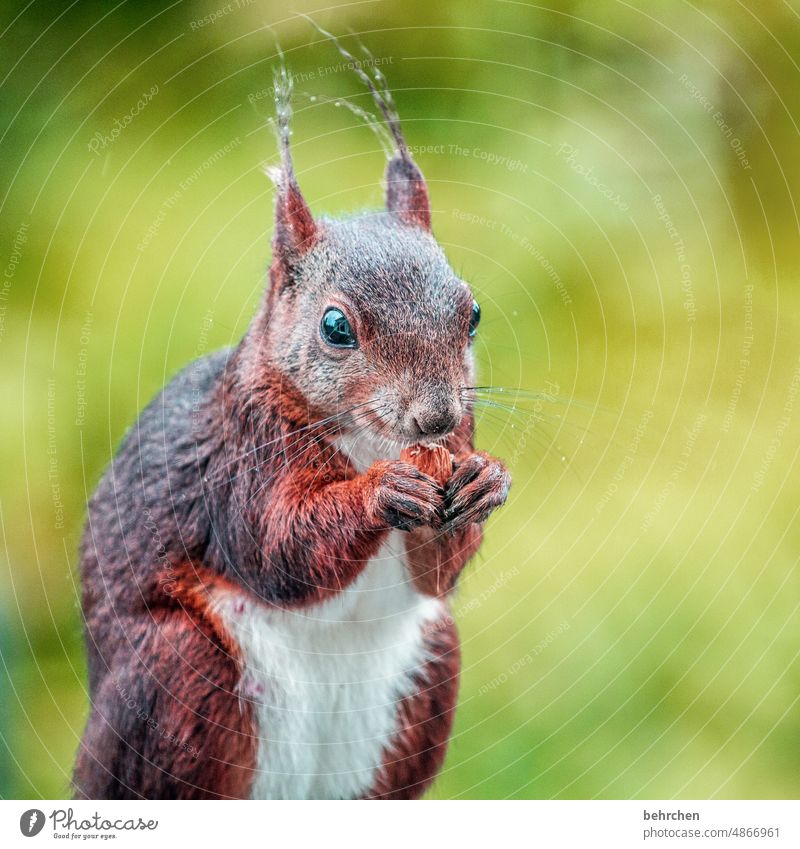 will you give me another nut??? büdde büdde cheeky monkey Rodent Nature Pelt Wild animal Funny Small Brash Garden Deserted Exterior shot Curiosity Observe