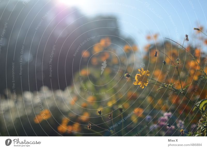 sunshine Garden Cloudless sky Sunlight Summer Beautiful weather Flower Blossom Blossoming Fragrance Growth Bright Multicoloured Hope Idyll Nature Flower field