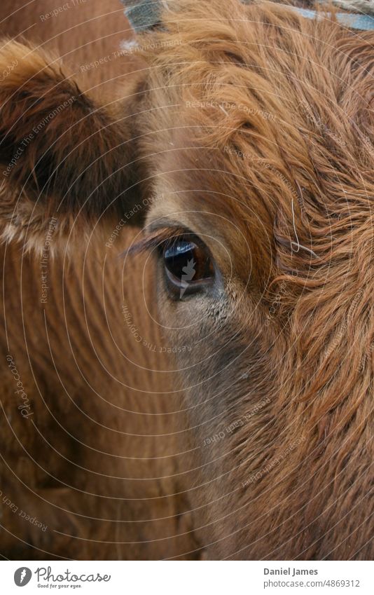 Looking into the eye and soul of a cow. Farm animals Agriculture Asia Day Exterior shot Animal Steppe Mongolia Cow Eyes Brown brown cow Animal portrait