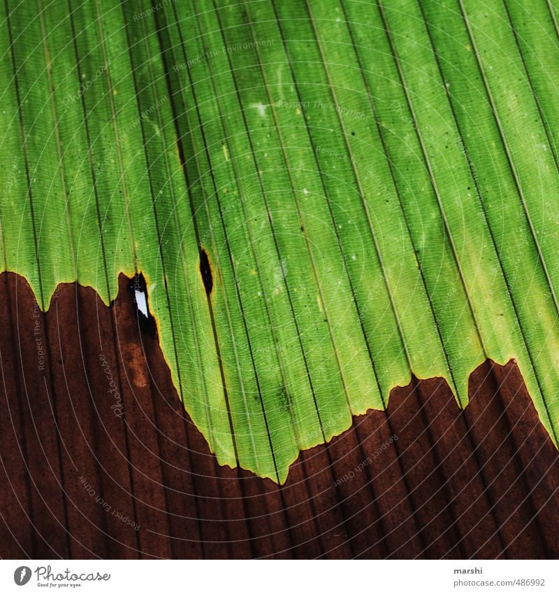 Young & Old Nature Plant Leaf Foliage plant Wild plant Brown Green Palm tree Palm frond Furrow Abstract Colour photo Exterior shot Close-up Detail