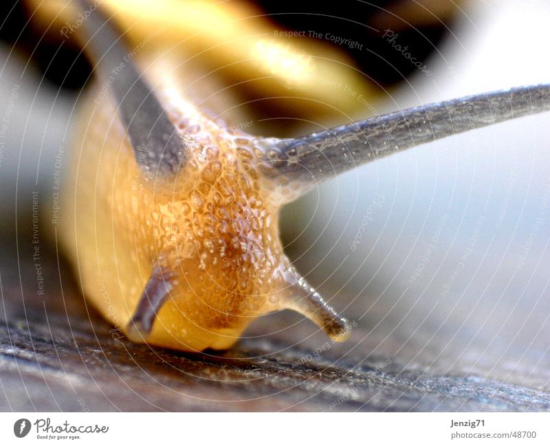 auger head Snail Brown-lipped snail Mollusk Snail shell Feeler Macro (Extreme close-up)