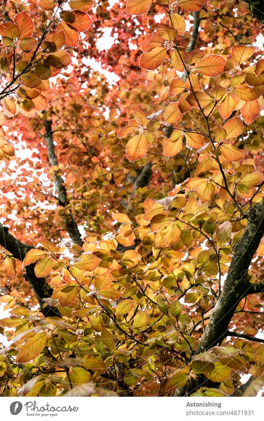 Leaf canopy in autumn foliage Autumn Tree Nature Landscape flora Forest Plant leaves Environment Exterior shot Autumnal Deserted Autumn leaves Colour photo