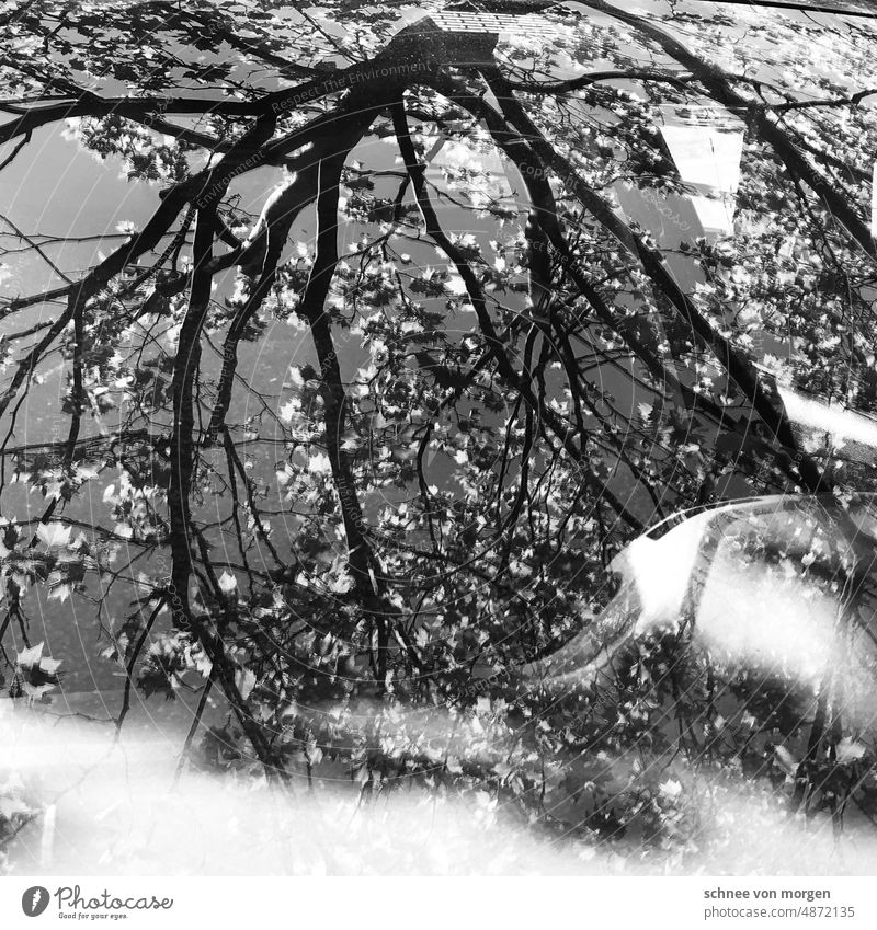 summer solstice Sun Tree reflection car reality Bright Light Distorted leaves Reflection Green Water Sky Blue Sunlight sunny Nature Exterior shot Deserted