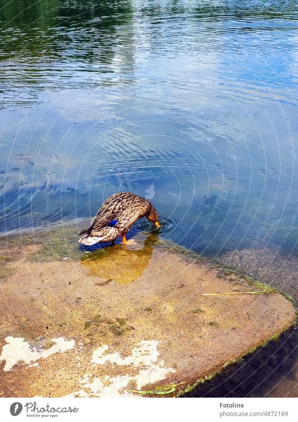 On a stone by the lake, a duck sticks its beak into the water.  The sweetie is quite thirsty. Water Lake Wet Blue Duck Bird Animal Colour photo Exterior shot
