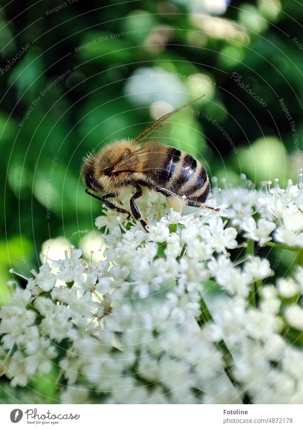 A busy bee eagerly collects on small white flowers Bee Insect Macro (Extreme close-up) Close-up Animal Grand piano Feeler Striped Legs Diligent White Green