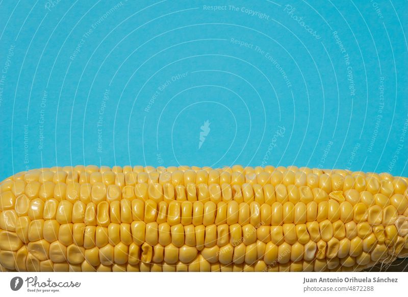 Ukrainian flag. Yellow maize on blue background. corn Ukraine cob healthy food texture organic corn cob sweetcorn granary europe agriculture vegetable yellow