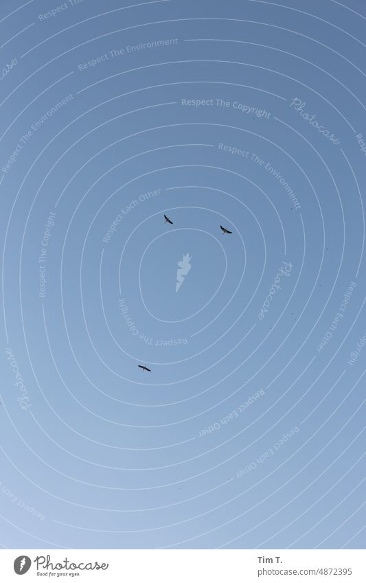 Three storks in the sky Stork Sky Summer Brandenburg Bird Colour photo Exterior shot Deserted Animal Day Nature Wild animal Environment Animal portrait Flying