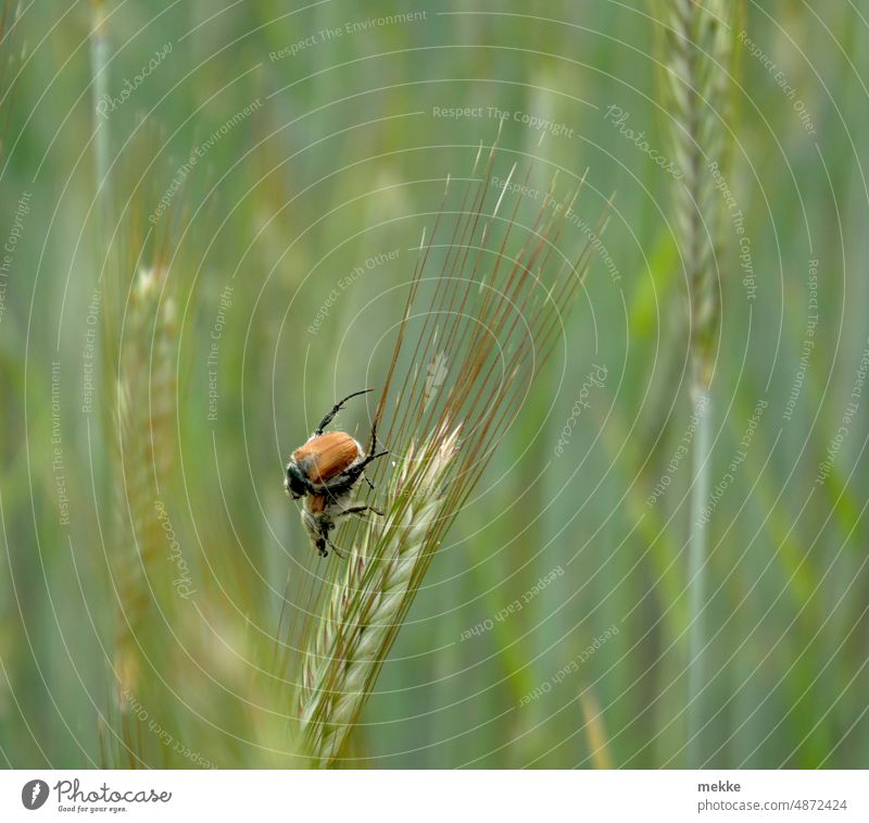 Beetle hour in the cornfield Grain Insect spike Summer Grain field Ear of corn Agriculture Cornfield Field Agricultural crop Harvest Food Environment Barley