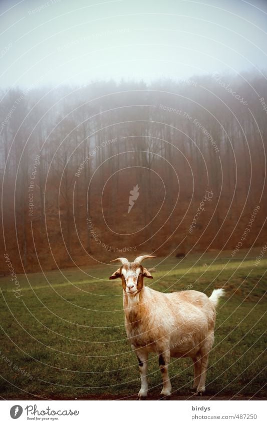 horned goat on autumn pasture with fog and forest Nature Autumn Fog Meadow Forest Farm animal Goats 1 Animal Looking Stand Friendliness Cute Positive