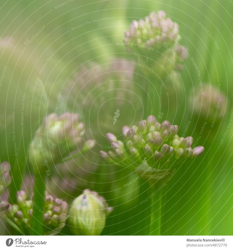 Valerianaceae ( Valerian family) valerian flower #valerianaceae naturally Nature Plant Colour photo Exterior shot Day Environment Green Flower Close-up