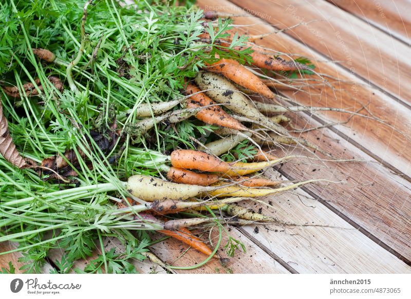 Small dirty carrots in different colors Extend organic Vegetable organic vegetables Garden Eating Food Organic produce Fresh Healthy Nutrition Vegetarian diet