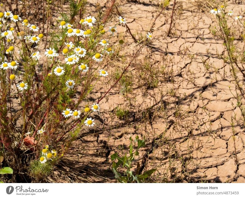Drought and dryness aridity Steppe dry up Flower Adjustment Dry Environment Climate change heating Hot Surface Crack & Rip & Tear Climate Catastrophe
