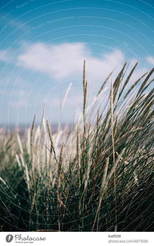 Dune grass against blue sky with clouds Marram grass dune landscape dune path Sand Lakeside Ocean Calm North Sea coast Relaxation Island marram grass stage