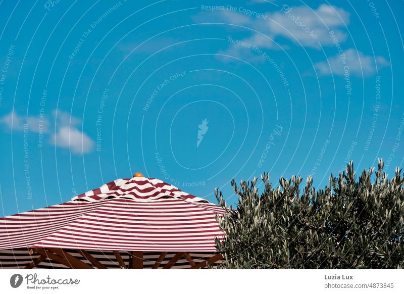Summer time, bright blue sky, parasol red and white striped, olive tree branches Sun sunshine Blue Blue sky Clouds Beautiful weather Sky Sunlight Sunshade Red