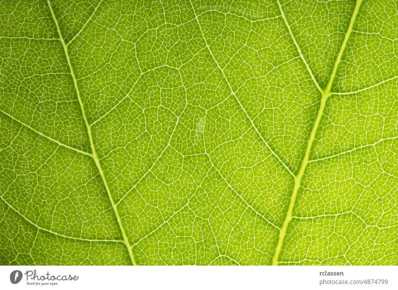 green leaves shaping on a beautiful background abstract botanical botany bright close close-up closeup color design detail drop ecology environment