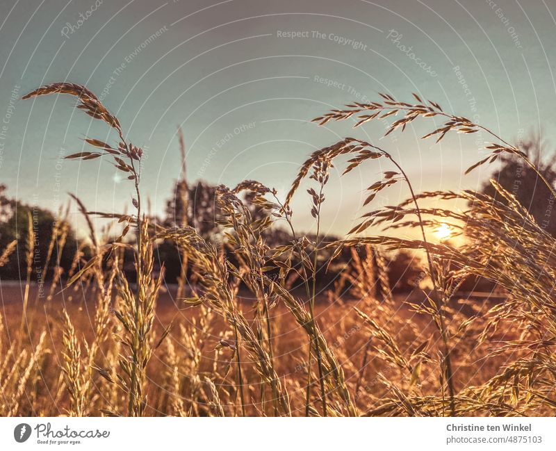 Dry grasses in the backlight of the evening sun Grass blossom dry grasses Back-light Summer Meadow Sunlight evening light Evening sun lack of water aridity