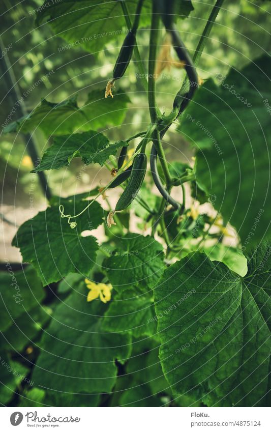 Greenhouse cucumber Plant Cucumber extension Garden do gardening Nature Gardening Growth Vegetable naturally Food Leaf Fresh Spring Healthy Organic Agriculture