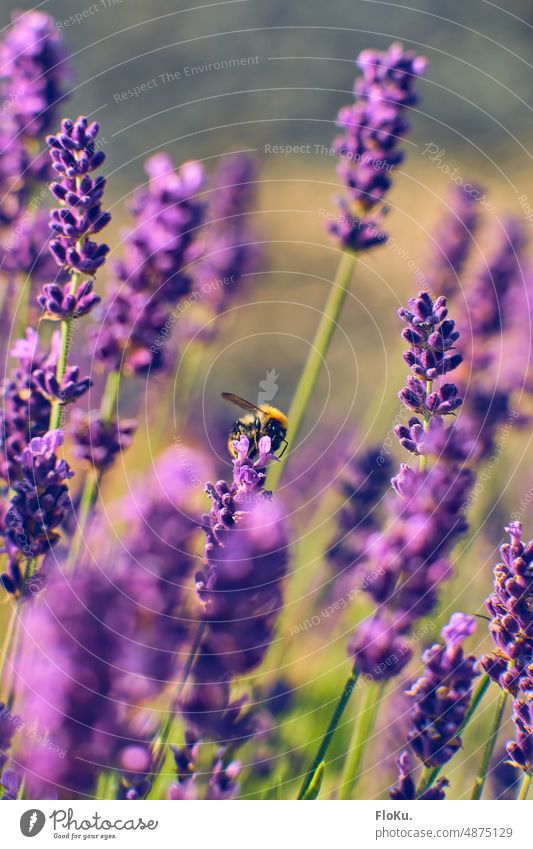 Bumblebee on lavender Lavender Nature Animal Exterior shot Colour photo Insect Day Grand piano Summer Close-up Plant Deserted Copy Space top