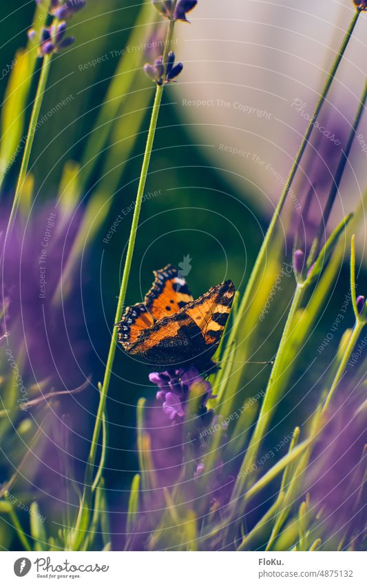 Little fox landed on lavender Butterfly Small tortoiseshell Lavender Nature Animal Exterior shot Colour photo Insect Day Grand piano Summer Close-up Plant
