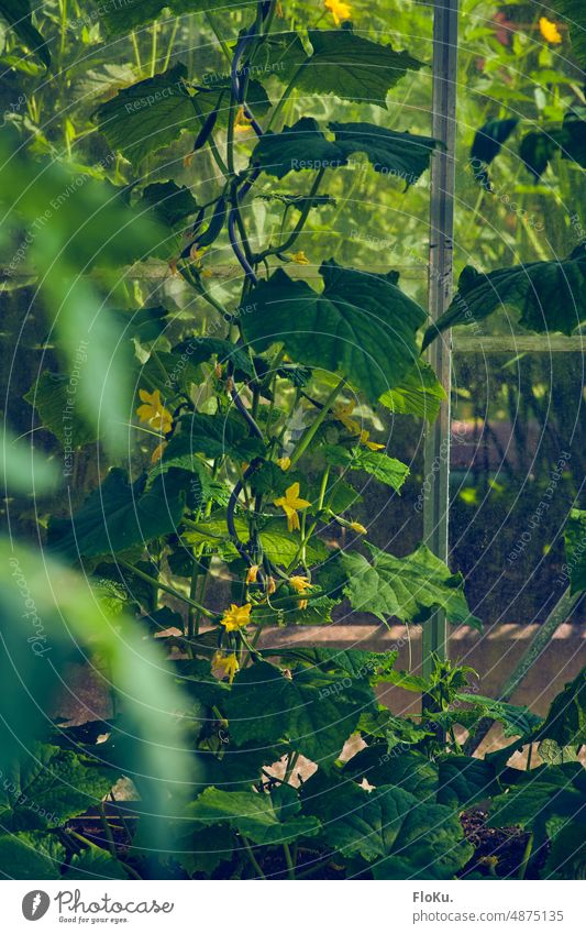 https://www.photocase.com/photos/4875135-greenhouse-cucumber-plant-plant-cucumber-extension-photocase-stock-photo-large.jpeg