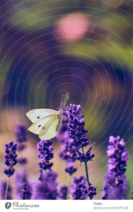 Cabbage white butterfly on lavender cabbage white Butterfly Insect White Lavender Nature Summer Animal Grand piano Flower Blossom Plant Exterior shot