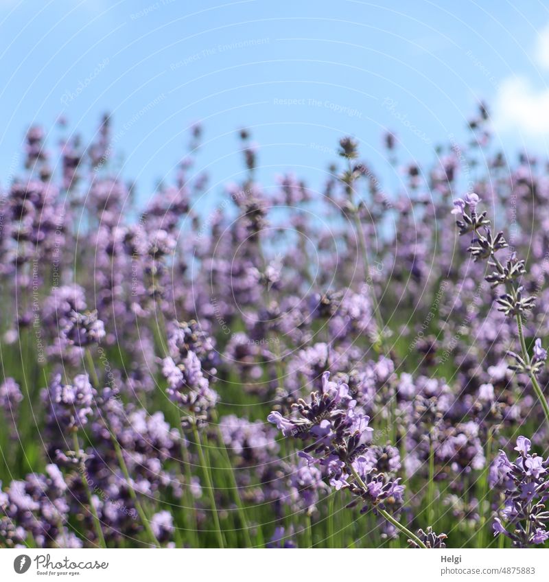 flowering lavender against blue sky with a little cloud Flower Blossom Lavender lavender flowers Fragrance Summer Plant Medicinal plant naturally