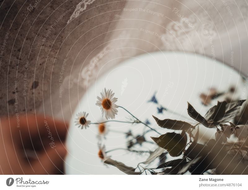 Hand holding a mirror with daisies in reflection dreamy daisy meadow summer romantic folk rural natural Nature calm meditation soul searching