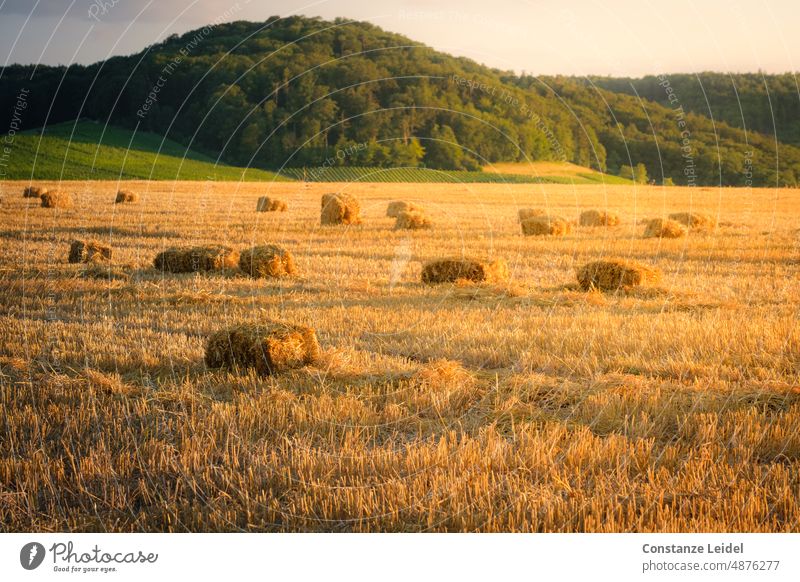 Harvested grain field with hay bales and wooded hill in the background in the evening twilight. our daily bread regional cultivation regional products