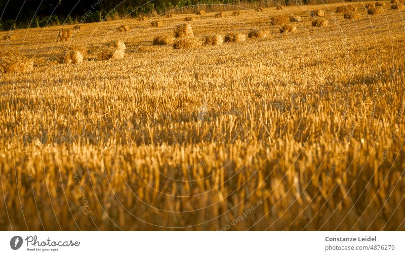 Harvested grain field with hay bales at dusk. our daily bread regional cultivation regional products regionally Ecological Environment Summer naturally Rye