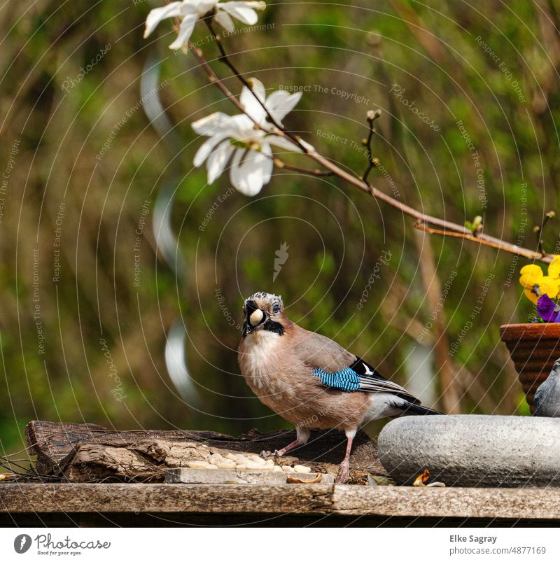 Jay feeding Colour photo Wild animal Deserted Exterior shot Grand piano Shallow depth of field Nature Animal portrait Close-up